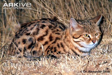 black footed cat felis nigripes ~ small spotted cat ~ classification
