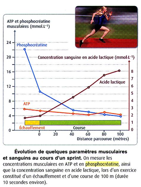 Représentation graphique de la distance parcourue en fonction du temps : Quoi de neuf en SVT ? par Maître Corydon Muttaburrasaurus ...