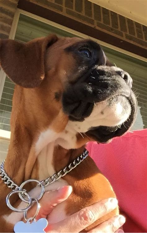 Wormed , vaccinated, and chipped. Boxer Puppies For Sale | Killeen, TX #248681 | Petzlover