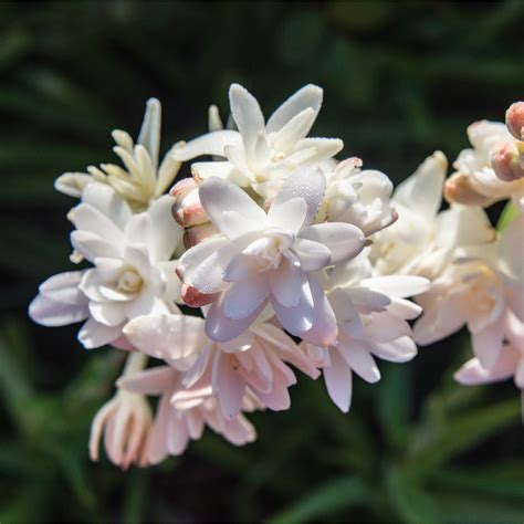 Tuberose Pink Sapphire Double Pink Tuberose Bulb Clumps Easy To