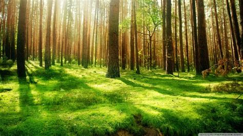 Free Download Beautiful Forest Hd Wallpaper 1920x1200 Imagebankbiz