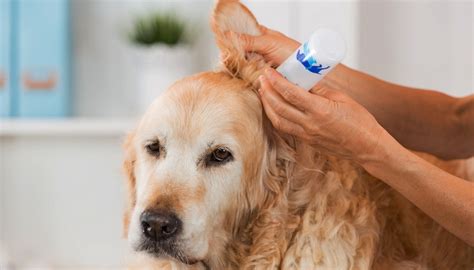 Ear Mites In Dogs Symptoms Natural Treatments And Prevention