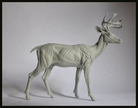 Deer Anatomy Study Steve Lord Anatomy Sculpture Animal Sculptures