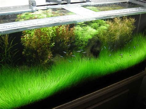These 10 Aquarium Carpet Plants Will Fit Your Tank Perfectly
