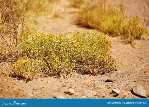 Plants In Sahara Desert Stock Photo Image 59006045