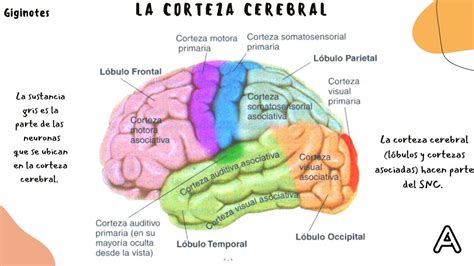 Resumen Corteza Cerebral Neuroanatomía Giginotes Udocz