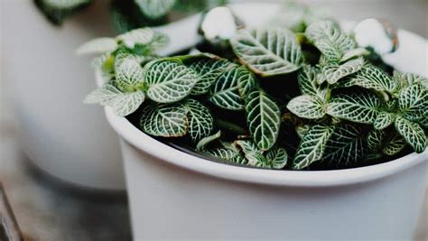 Fittonia care & info | Nerve plant | Houseplant Central