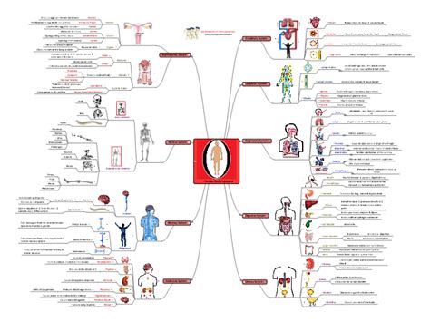 Human Body Systems Mind Map Template Mindgenius Mindmaps Sexiz Pix