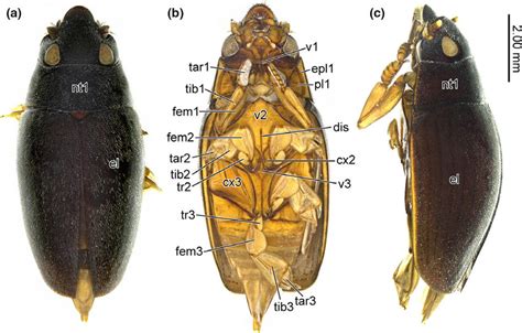 Photographs Male Habitus A Dorsal View B Ventral View C