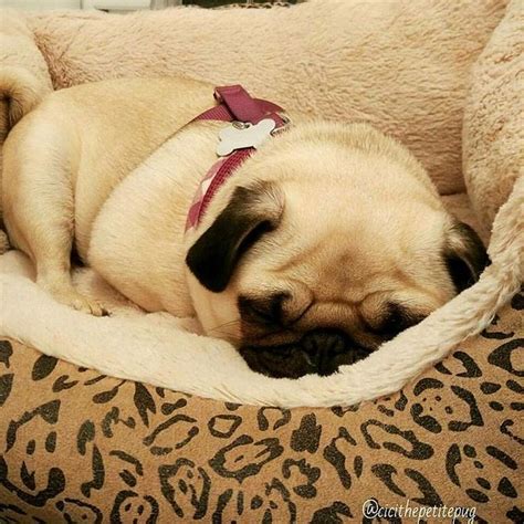 See This Instagram Photo By Obsessedwithpugs Likes Pug Life