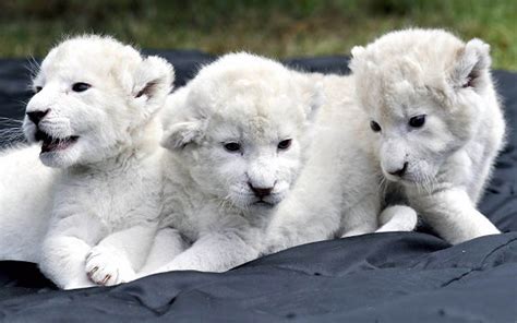 Baby White Lion Pictures 2013 Wallpapers