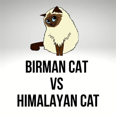 Birman Cat Vs Himalayan A Birman Himalayan Mix Guide Birman Cats Guide