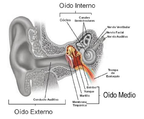 Cómo Funciona El Oído Y Cuales Son Sus Partes Principales
