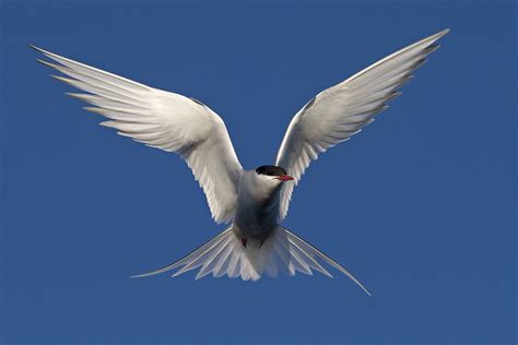 White Bird Arctic Tern Bird Arctic