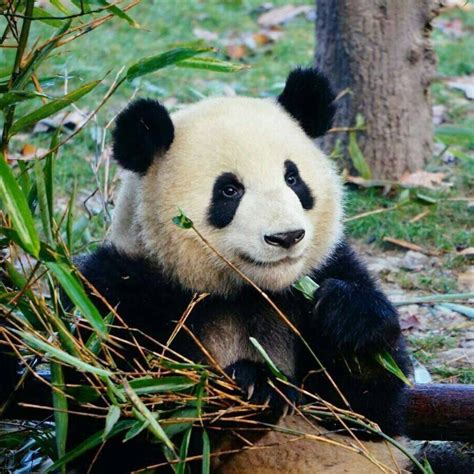Giant Panda Meng Lan At Beijing Zoo Panda Cute Panda Panda Bear