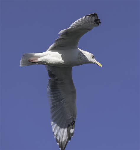Seagull In Flight Image Free Stock Photo Public Domain Photo Cc0