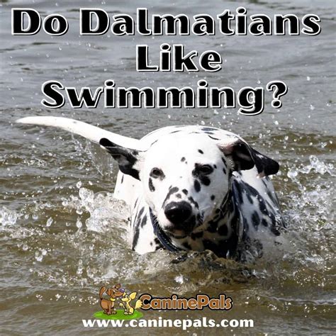 Do Dalmatians Have Spots On Their Tails
