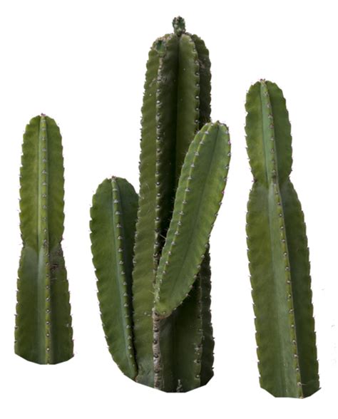 Cactus Png Image 20 Free Cliparts Download Images On Clipground 2023