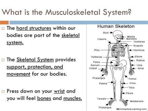 Ppt The Musculoskeletal System Powerpoint Presentation Free Download