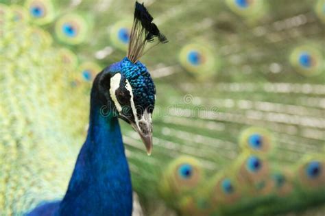 Peacock With Its Tail Opened With Colourful Feathers Stock Image
