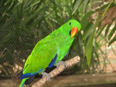 Eclectus Parrot Bird Tropical 10 Wallpapers Hd Desktop And Mobile