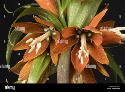 Crown Imperial Fritillaria Imperialis Close Up Of Flowers Stock Photo