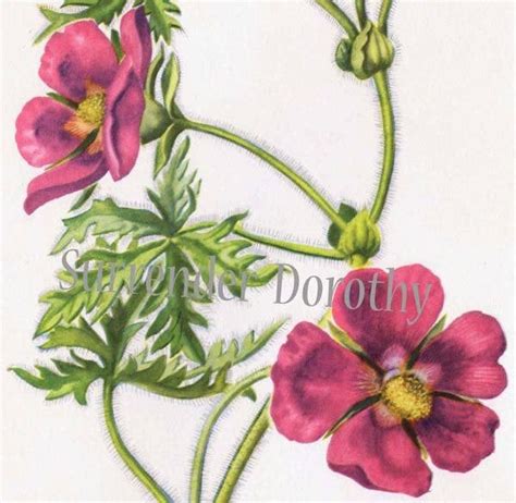 Red Poppy Mallow Flower Botanical Lithograph 1950s Vintage Art Etsy