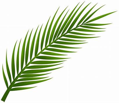 Palm Leaf Tree Clip Clipart Leaves Transparent