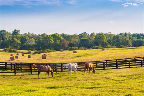 Horses At Horse Farm At Golden Hour Country Summer Landscape Stock