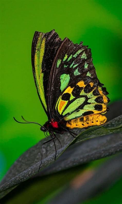 66 Best Butterfly Macro Photography Images On Pinterest