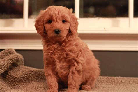 Red Goldendoodle Puppy At 7 Weeks Old Adopted From River Valley