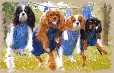 Click here to view our available cavalier king charles spaniel, cavapoo, and cavachon puppies for adoption. Cavalier King Charles Spaniel Puppies Breeders Dallas Fort ...