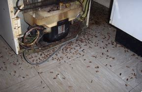Kill cockroaches yourself safely in your home kitchen or apartment using our diy treatment guide. 100% of the people can get rid of 95% of the German roaches | Pest Cemetery