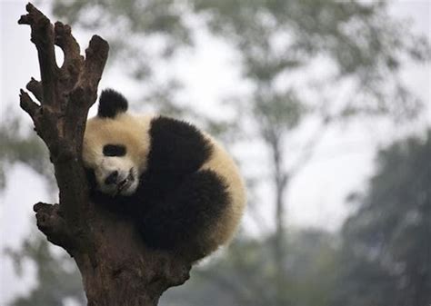 Alluring Planet Panda On Tree
