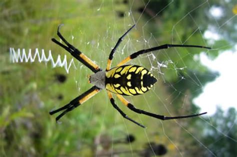 Yellow Garden Spider Texas Photo 641 05 Yellow Garden Spider