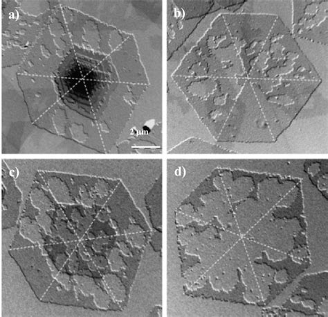 Lamellar Crystals Of Polyoctamethylene Suberate After Exposure To The