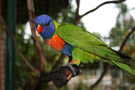 Lory Parrot Bird Tropical 7 Wallpapers Hd Desktop