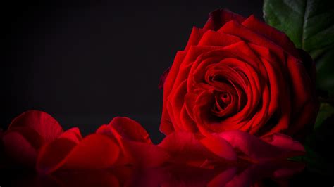 Images Red Rose Petals Flower Closeup Black Background 1920x1080