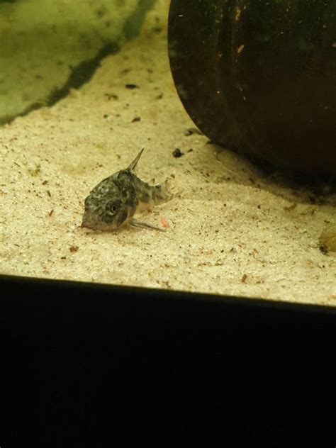 Peppered Cory Care Guide Breeding Tank Size And Disease