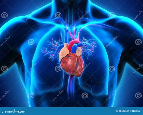 Human Heart Anatomy Stock Illustration Illustration Of Medical 40683661