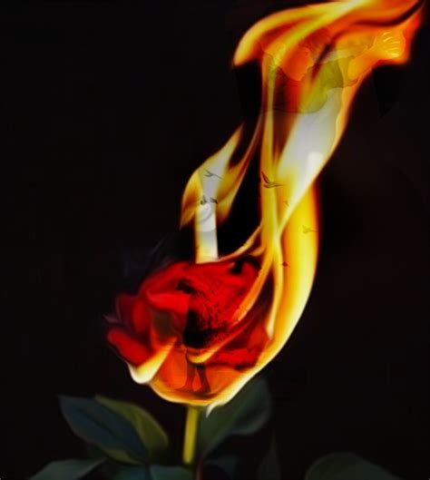 Burning Rose Only For You Mahesh Manoj Burning Rose Burning Flowers