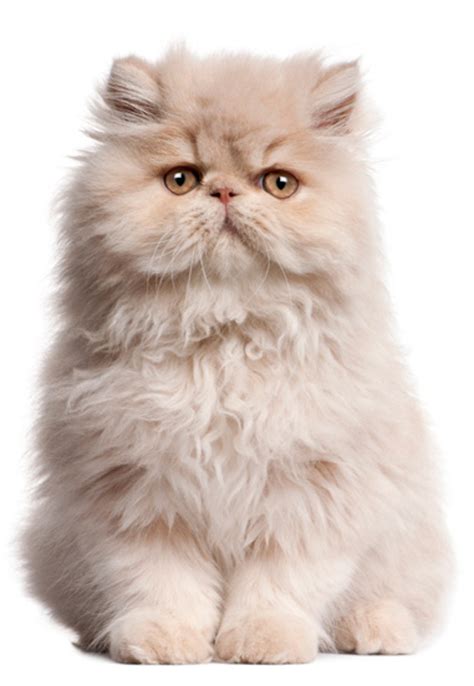 Pers | GEKop kattenrassen - encyclopedie
