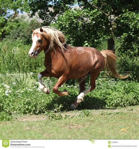 Chestnut Welsh Mountain Pony Stallion Running Royalty Free Stock