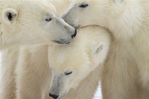 Polar Bears — Fun Facts For Kids