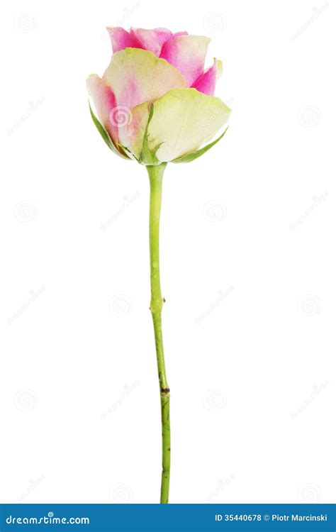 Pink Rose Isolated On White Stock Photo Image Of Pale T 35440678