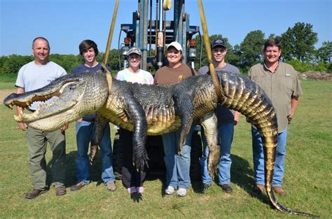 Two 700 Pound Alligators Were Killed In Mississippi Also Dinosaurs