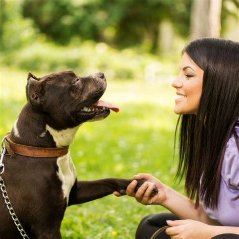 Como Educar A Un Perro Antes De Empezar Pet Central