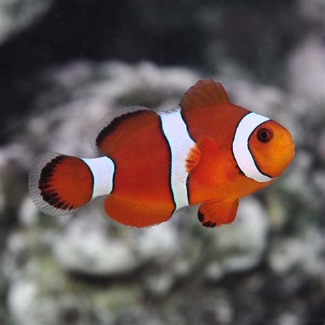 See more of clownfisch on facebook. Blood Orange Clownfish - Captive Bred, ORA : Saltwater ...