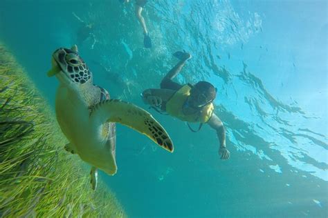 Cancun Snorkeling Tour Swim With Turtles Reef Underwater Museum And