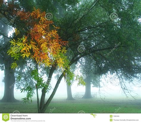 Foggy Morning Clipart 20 Free Cliparts Download Images On Clipground 2023